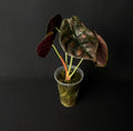 Alocasia Cuprea Latte Variegata