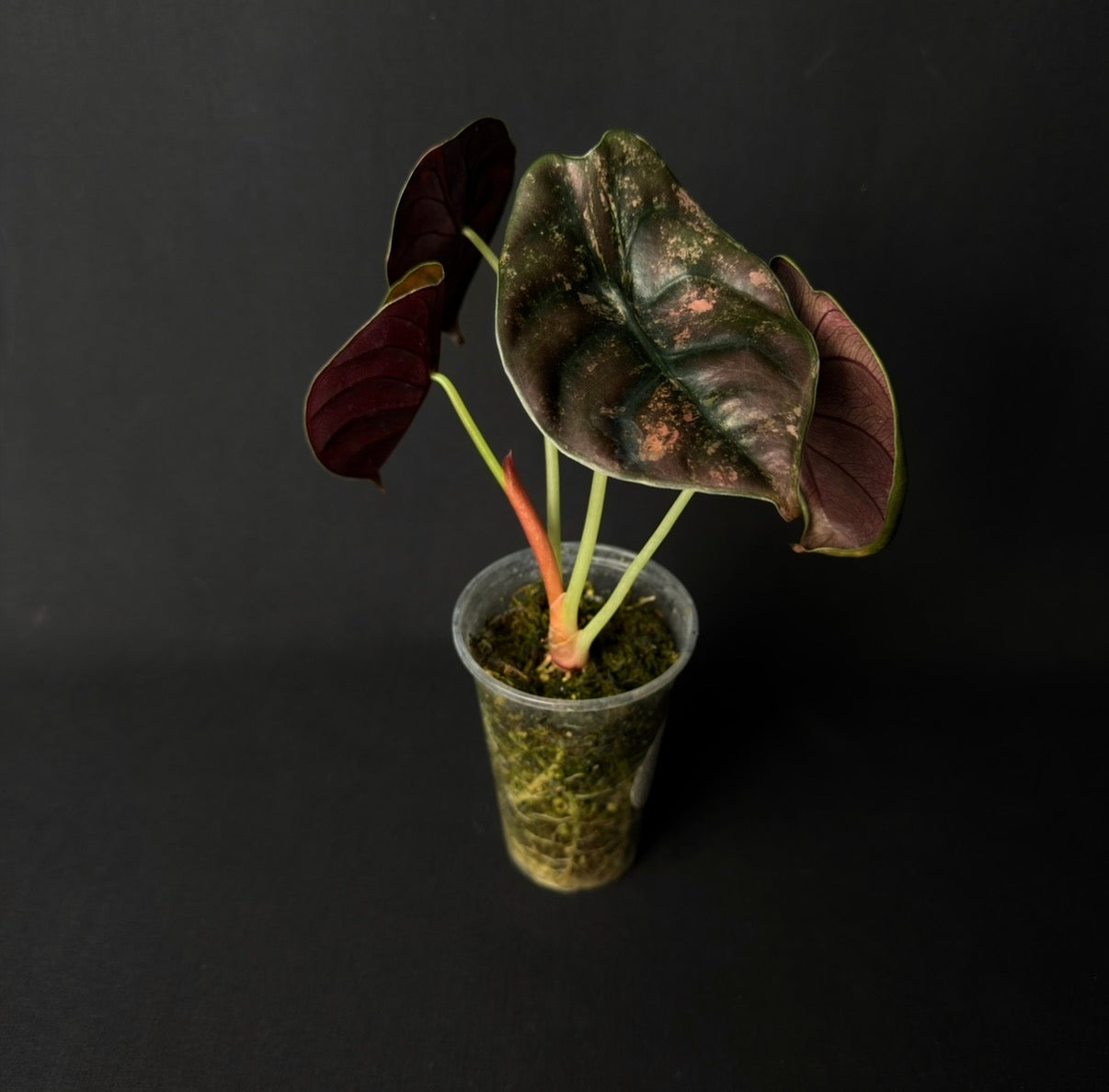 Alocasia Cuprea Latte Variegata