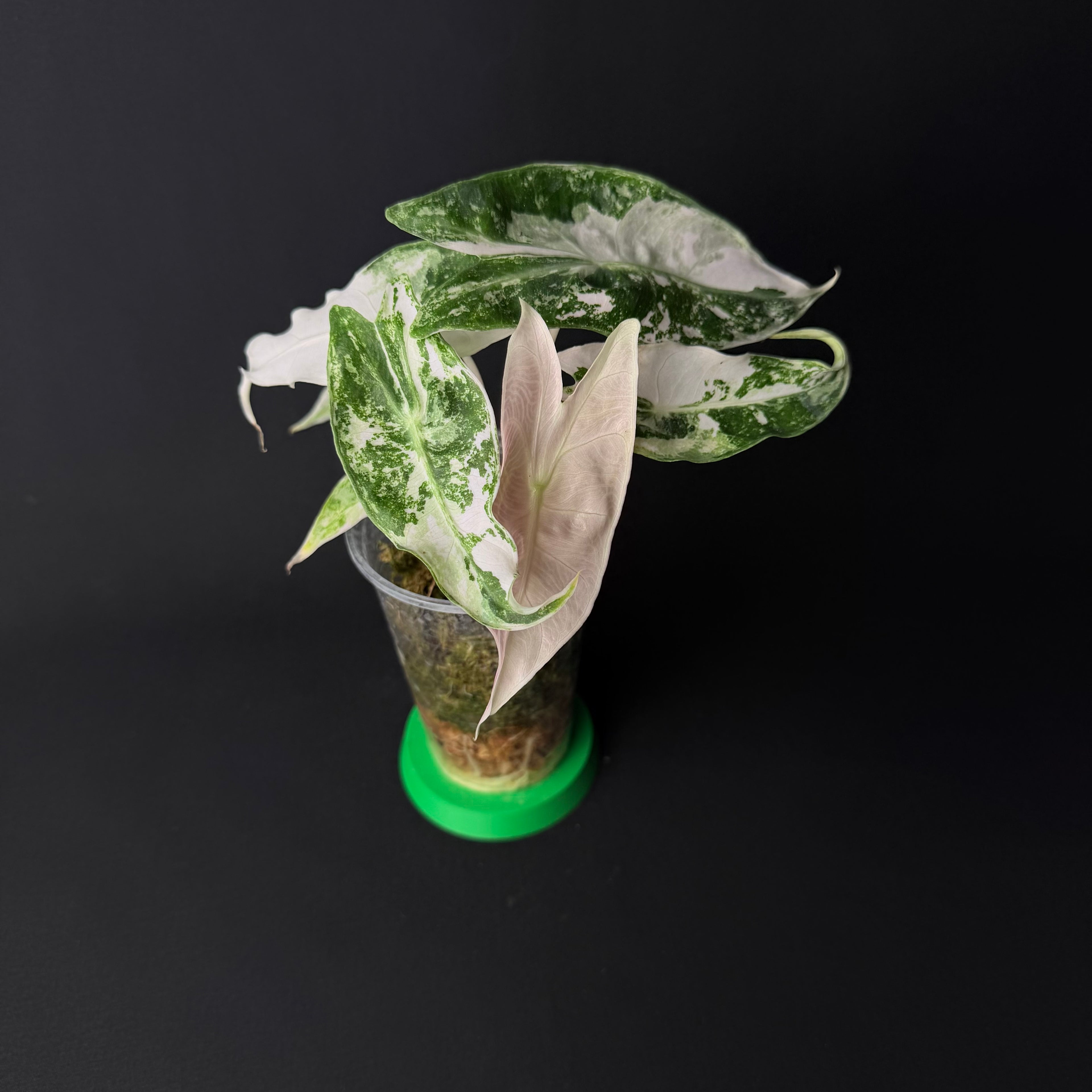 Alocasia Nairobi Nights Albo/Pink Variegata #1-7