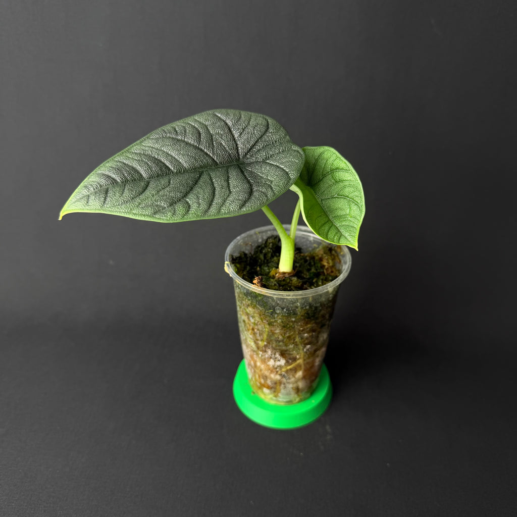 Alocasia Melo