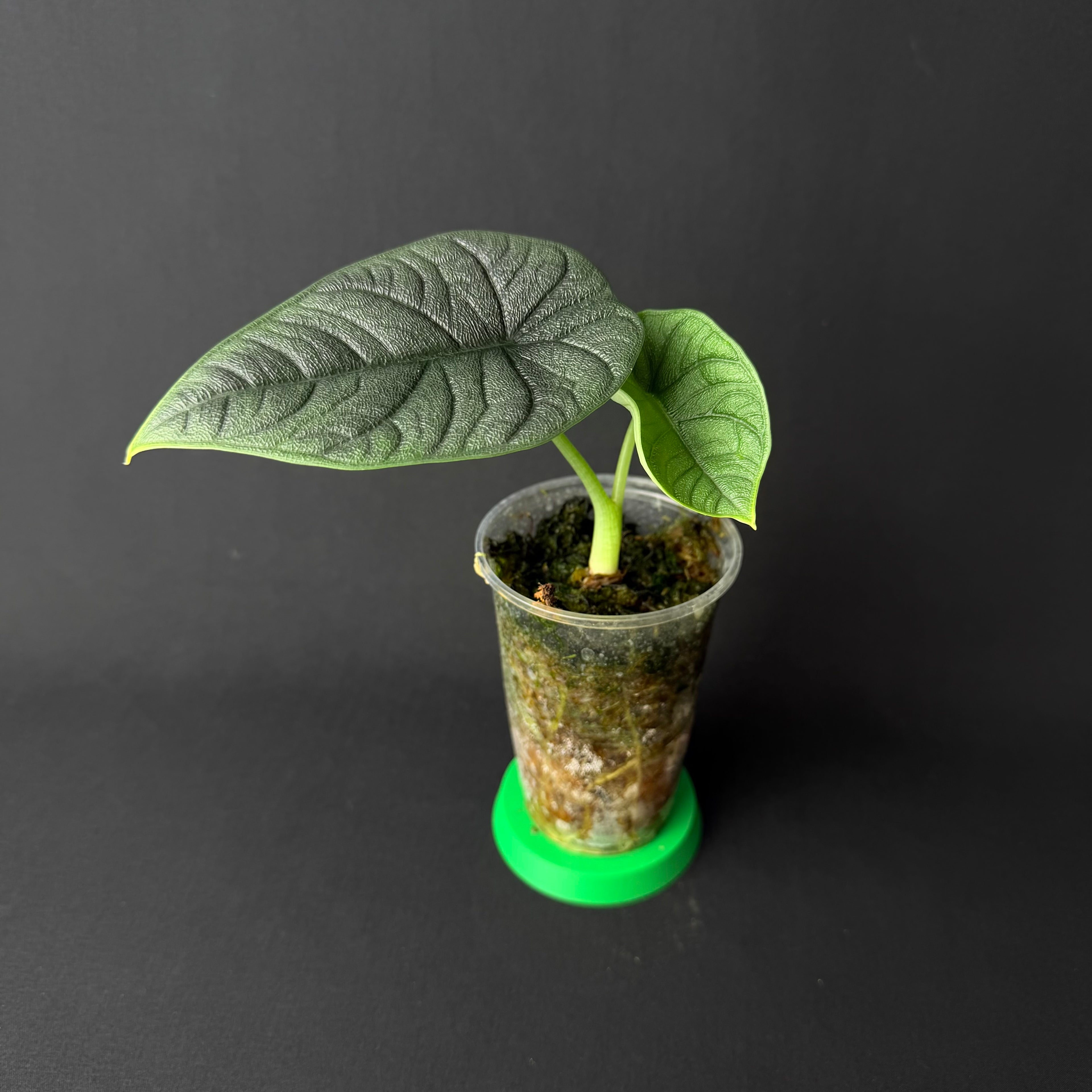 Alocasia Melo