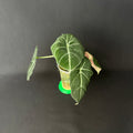 Alocasia Reginula 'Black Velvet' #1-2