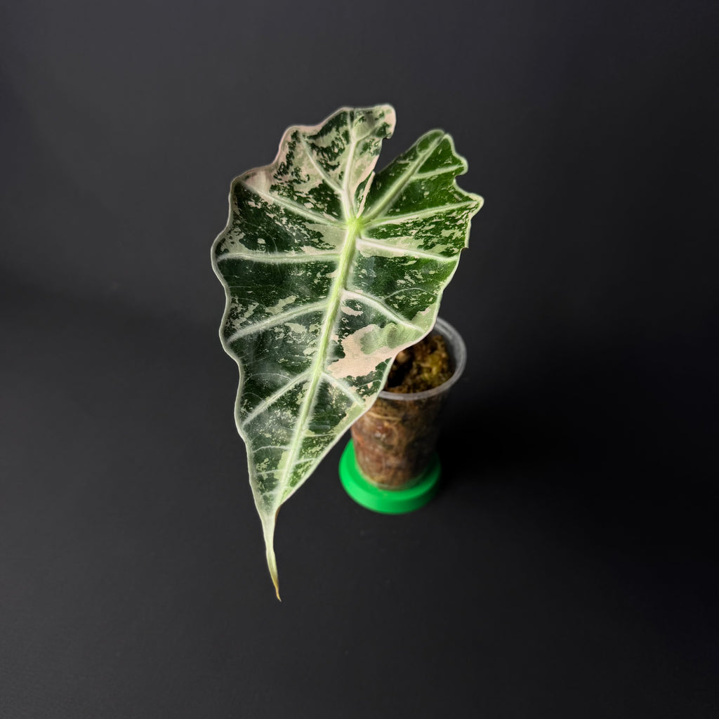 Alocasia Amazonica 'Polly' Pink Variegata #2