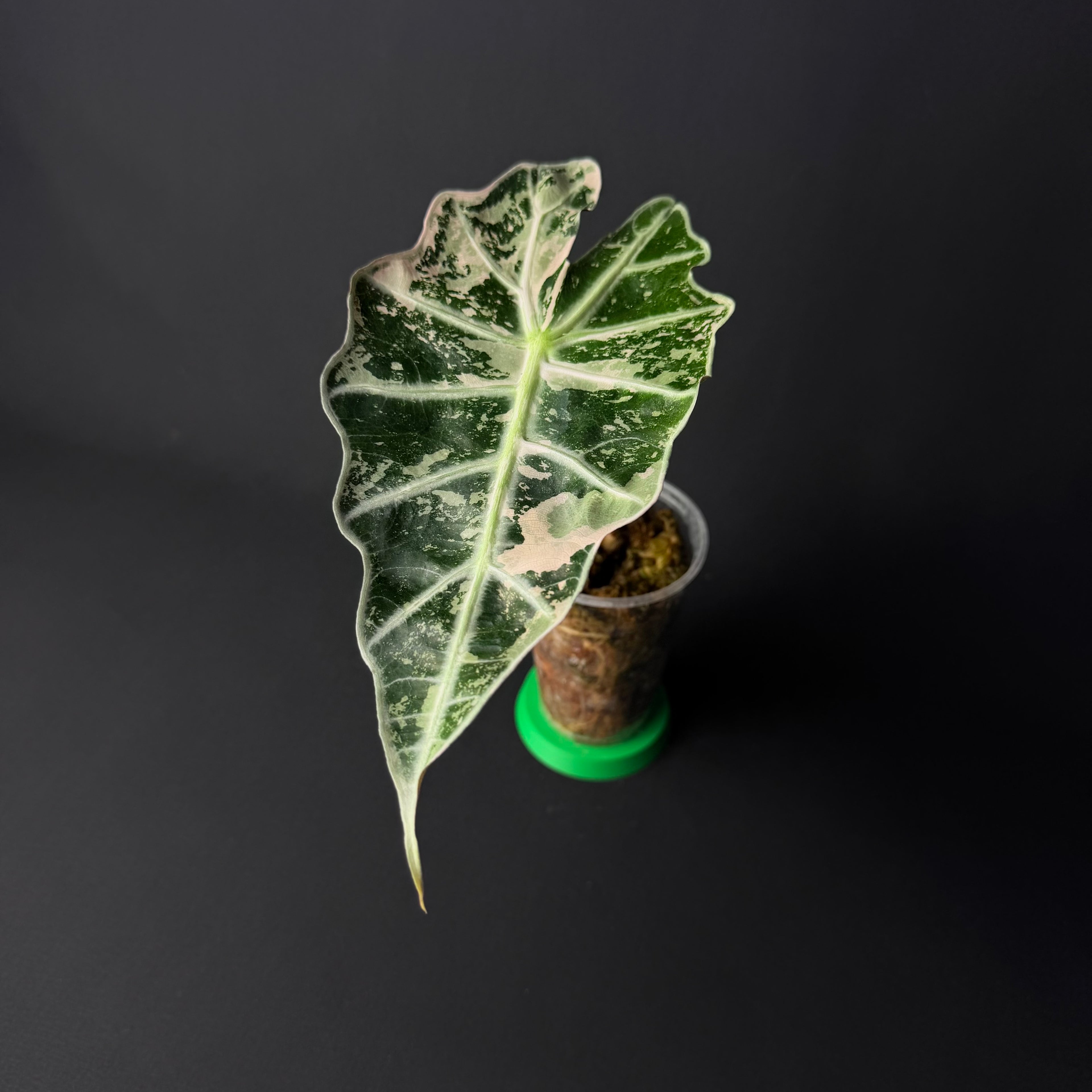 Alocasia Amazonica 'Polly' Pink Variegata #2