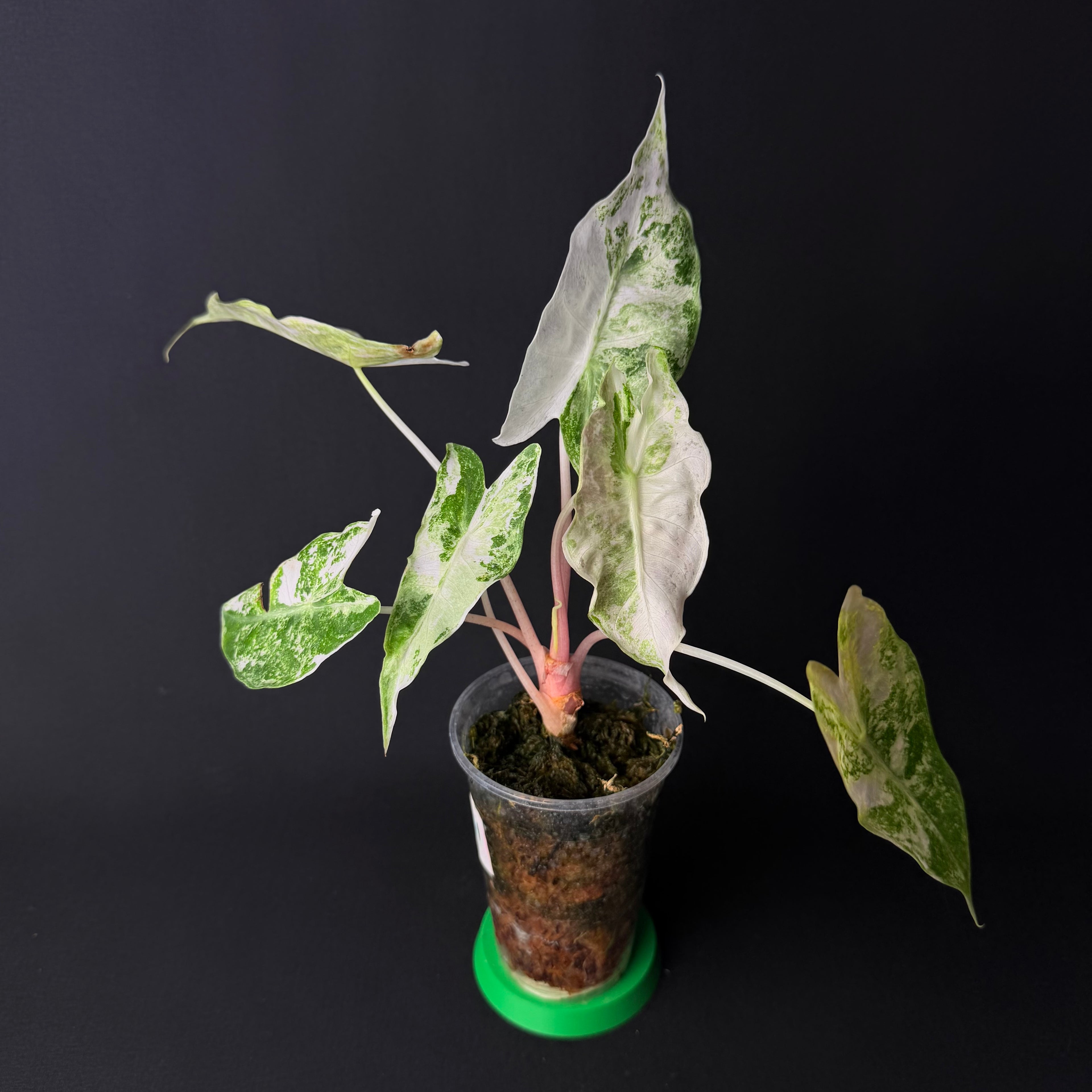Alocasia Nairobi Nights Albo/Pink Variegata #1-7