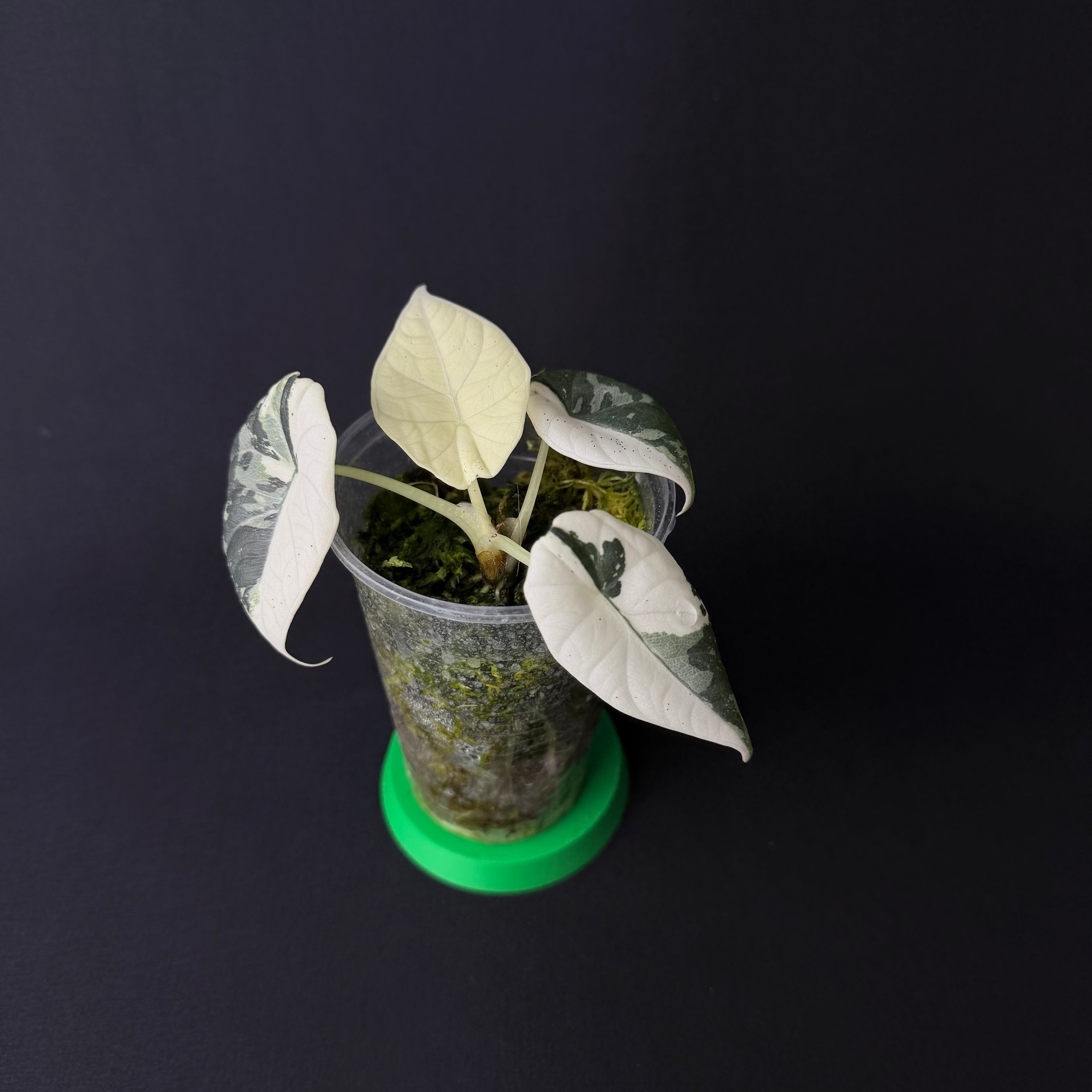 Alocasia Maharani Albo Variegata #4