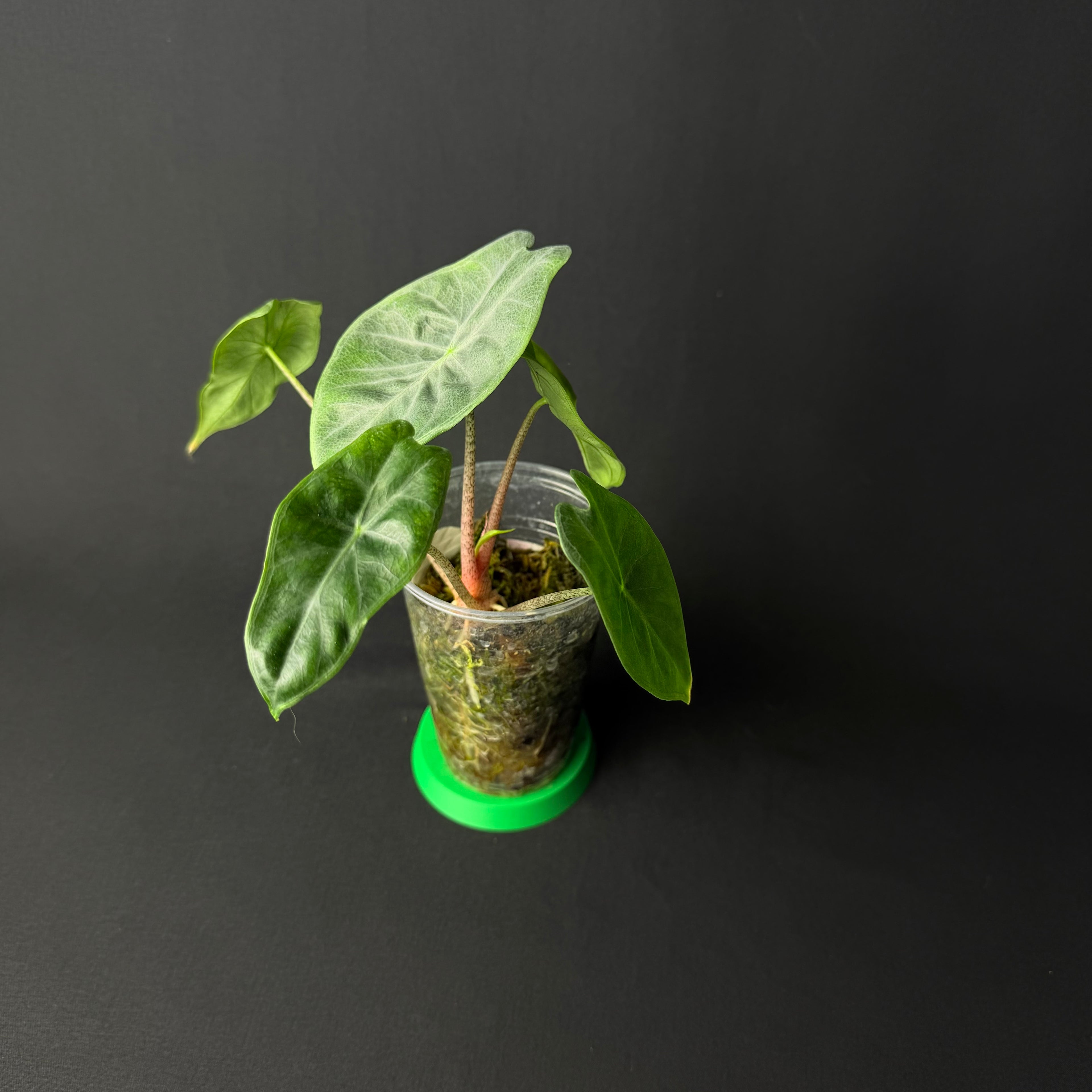 Alocasia Ivery Coast #1-3