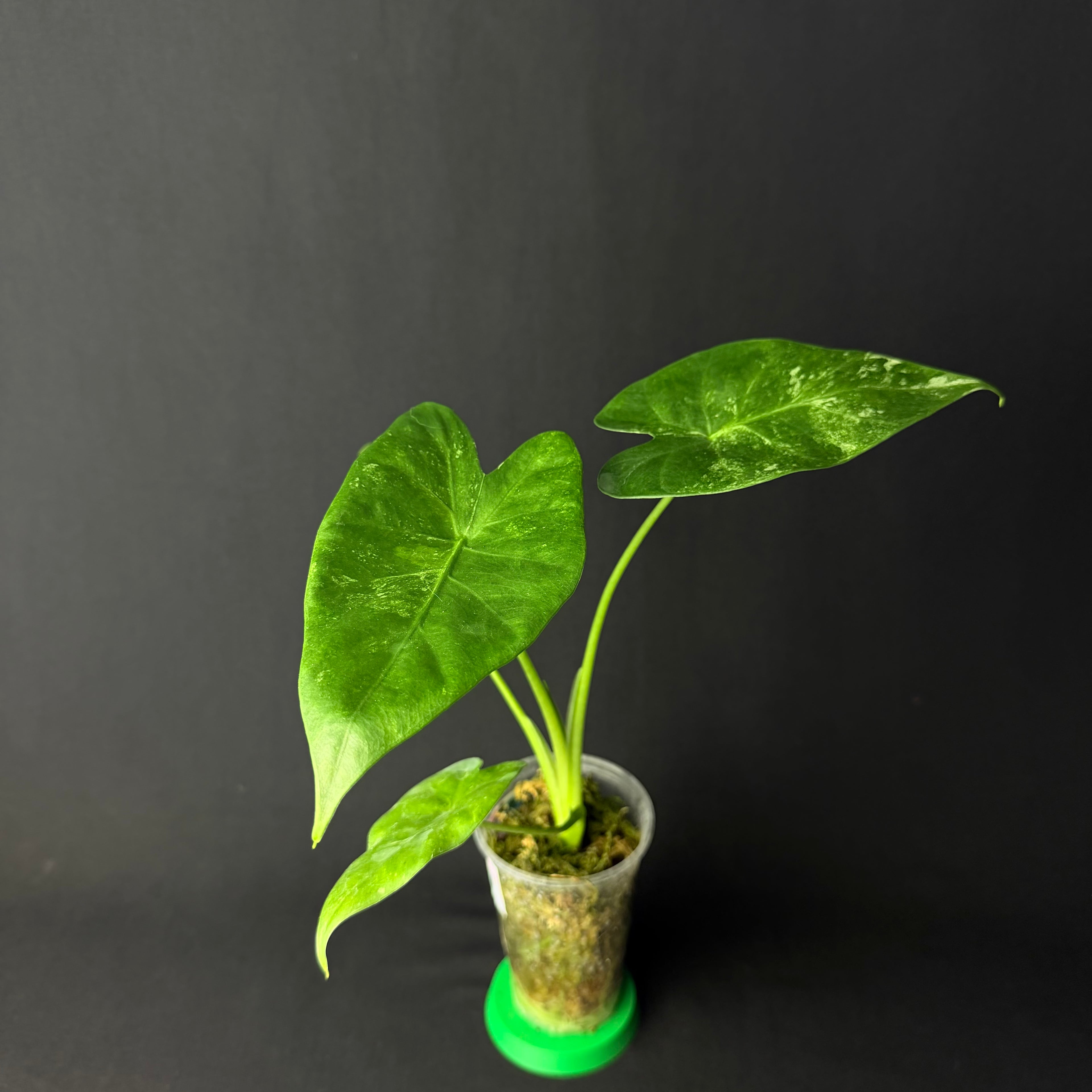 Alocasia Odora 'Batik' Variegata #1-9
