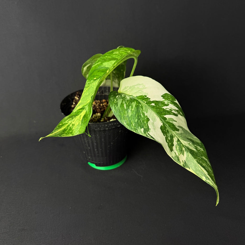 Epipremnum pinnatum Variegata #1-3