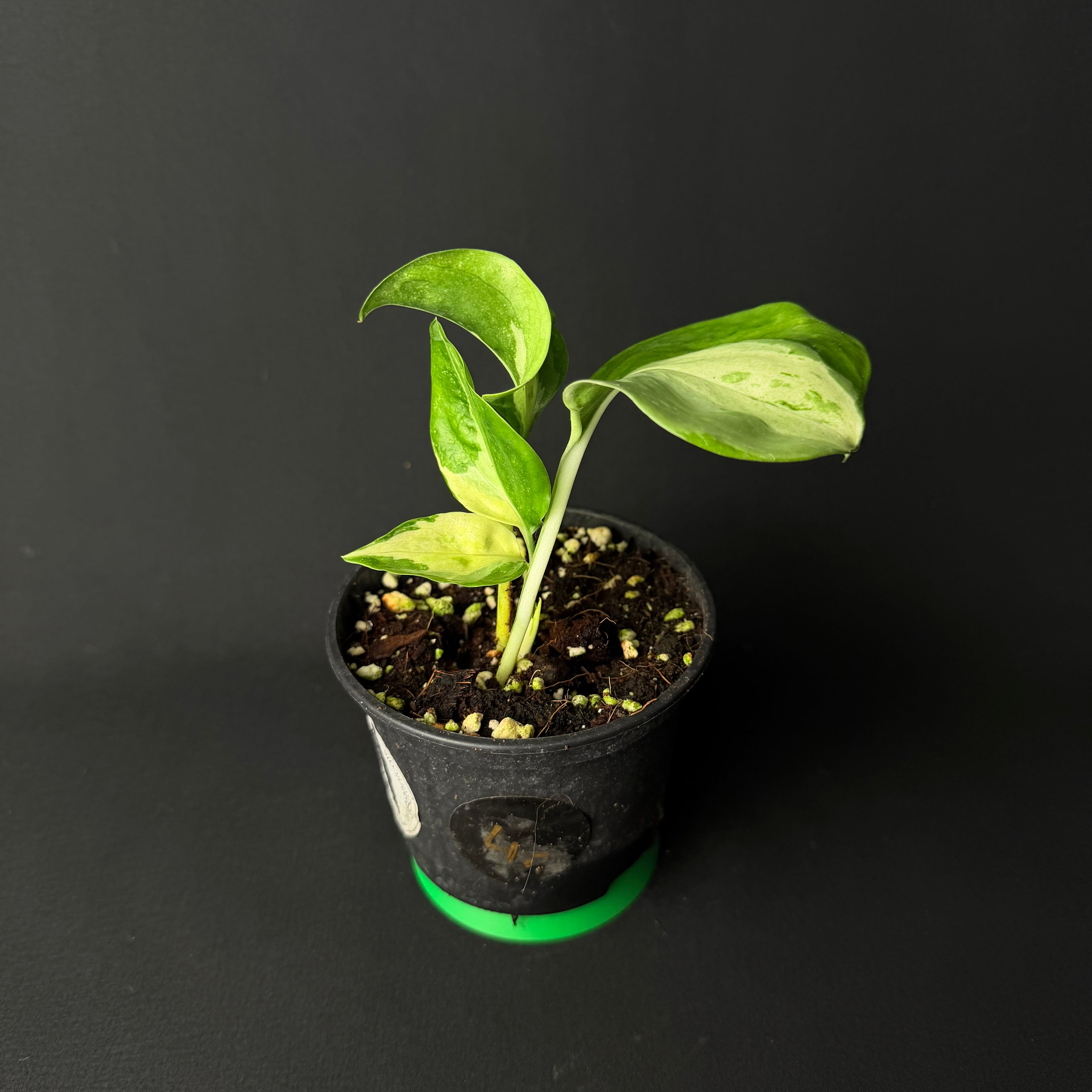 Epipremnum pinnatum 'Happy Leaf' #1-3