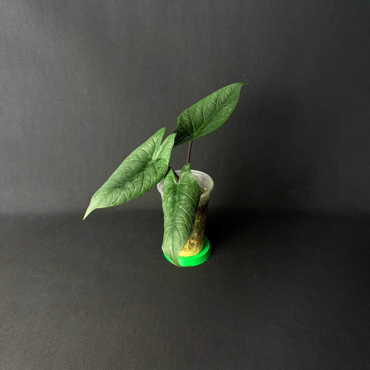 Alocasia Scalprum