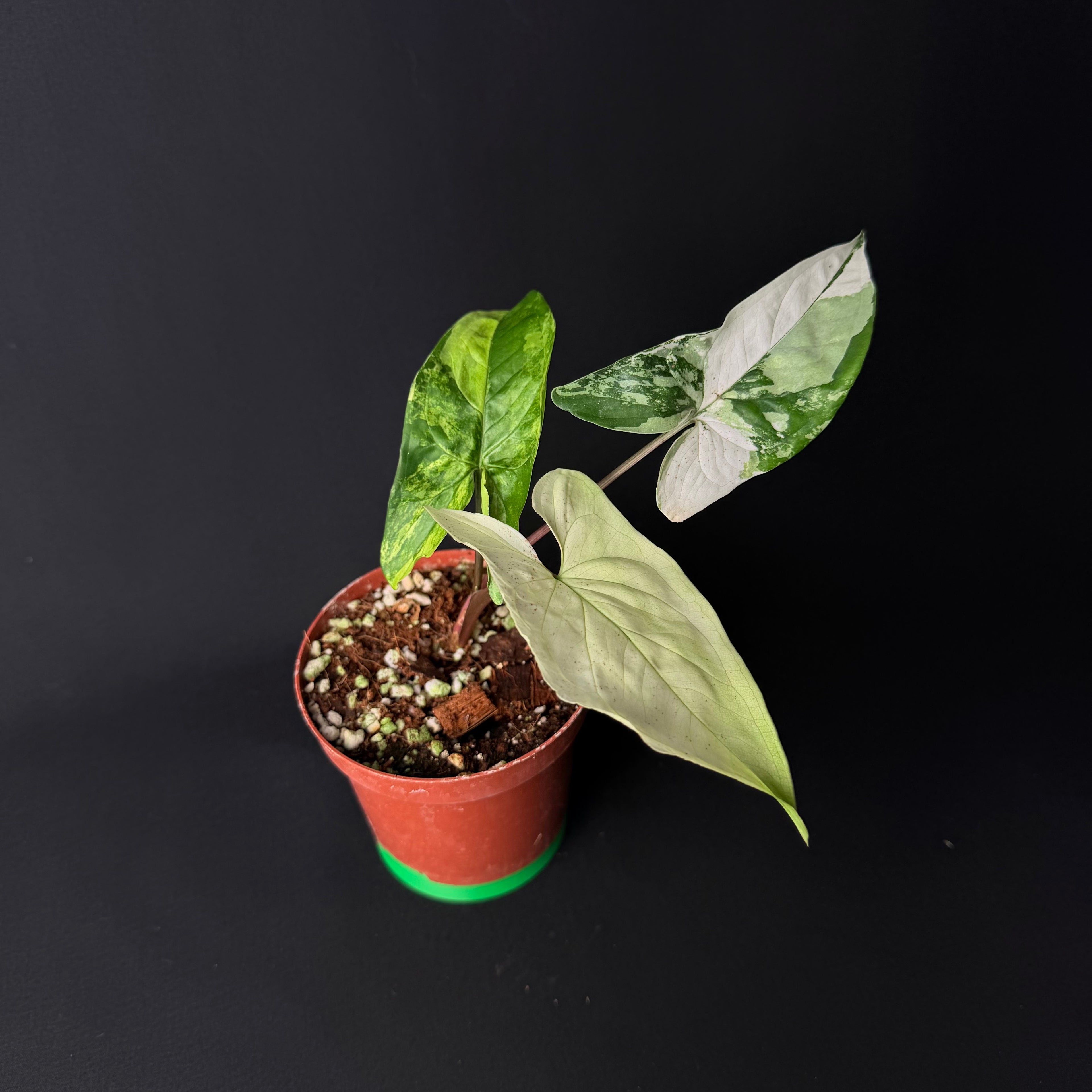Syngonium podophyllum Albo Variegata #1-2
