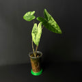 Alocasia Zebrina Albo Variegata #2