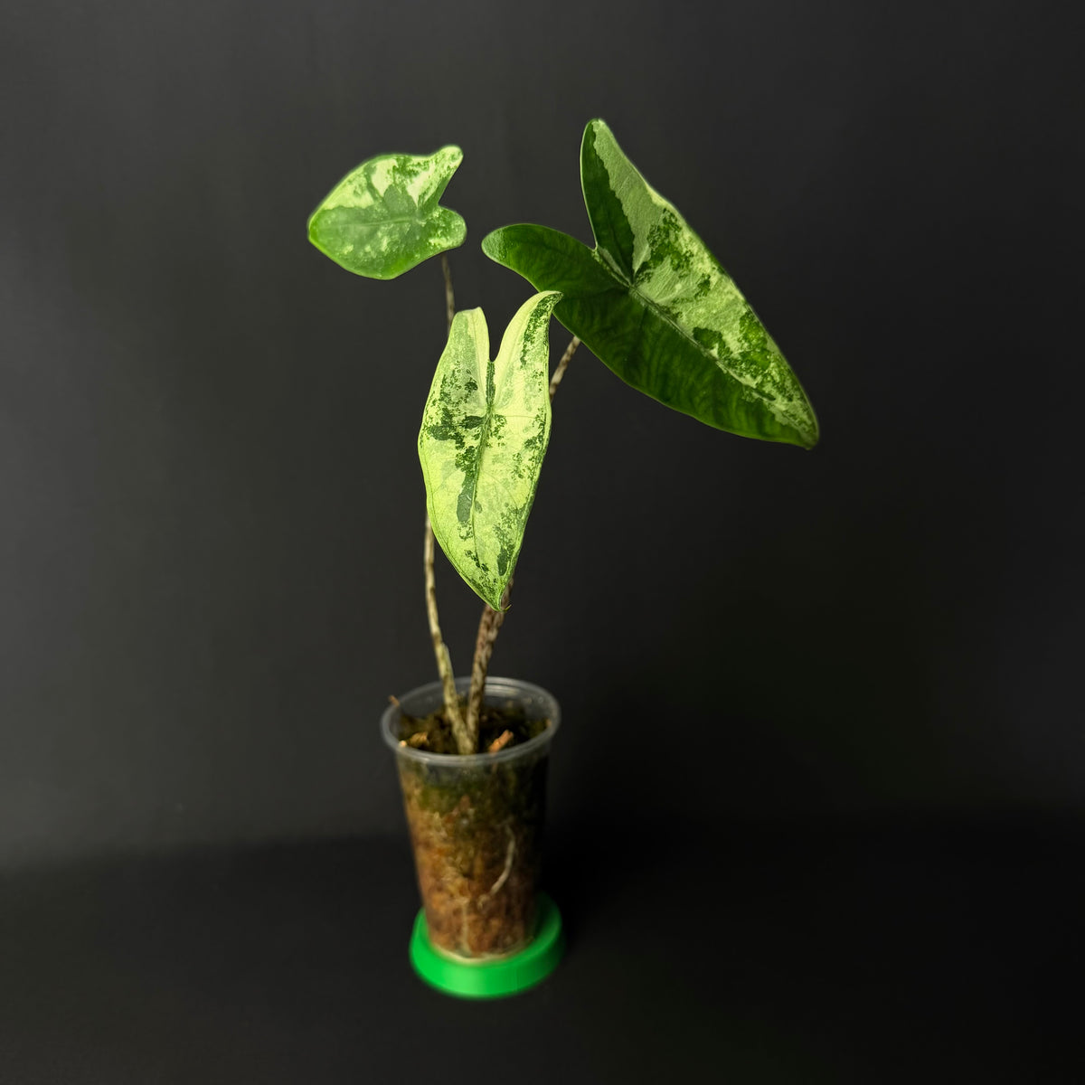 Alocasia Zebrina Albo Variegata #2