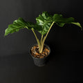 Alocasia Low Rider