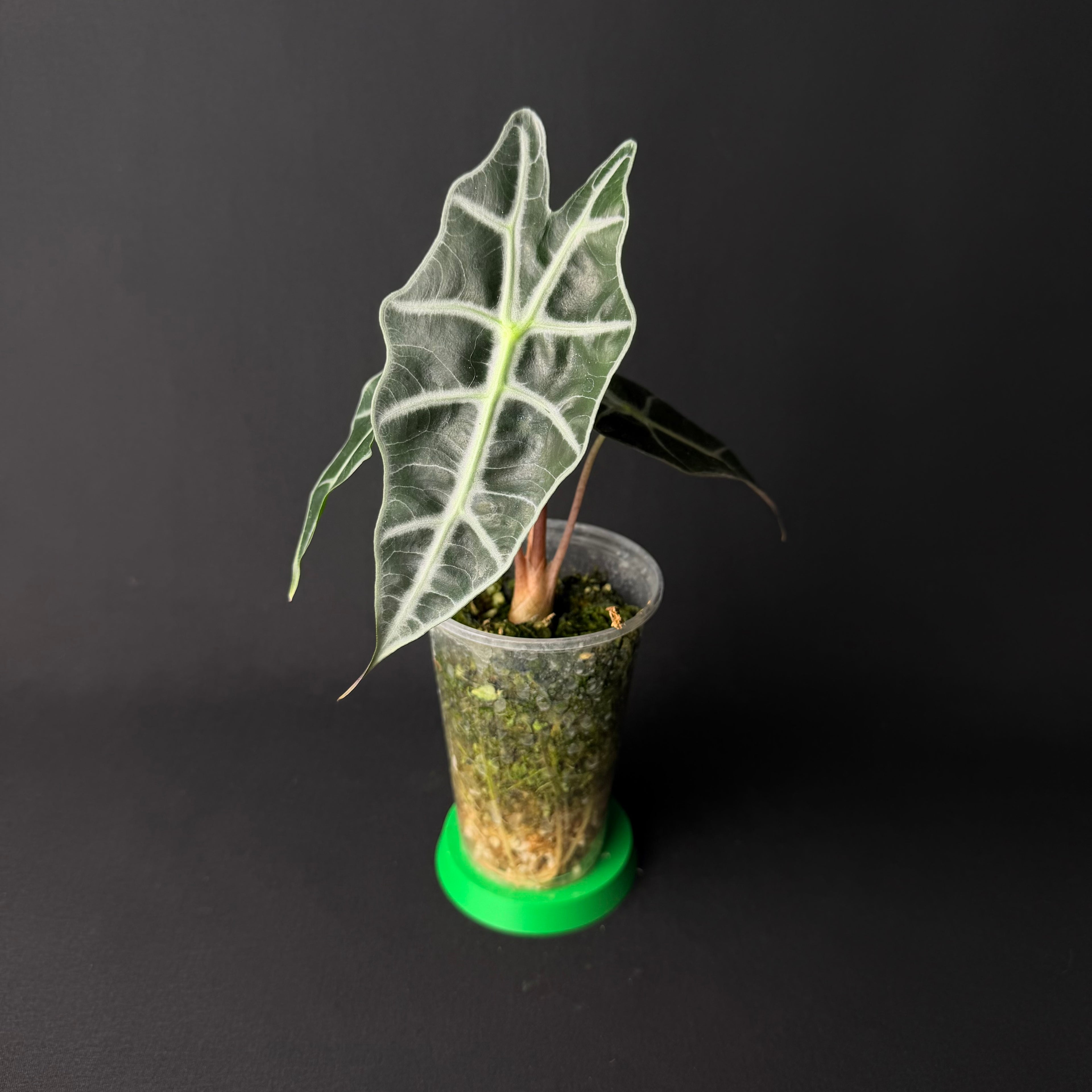Alocasia Amazonica 'Polly'