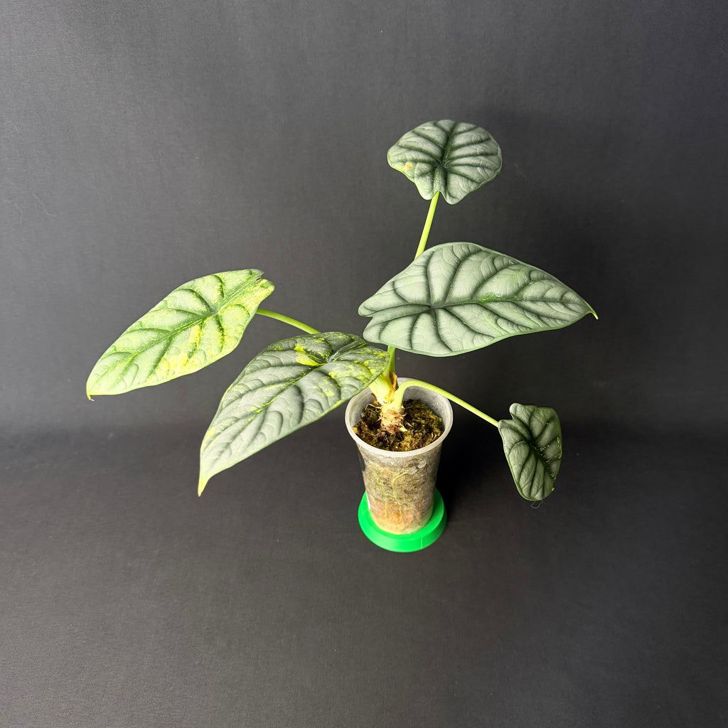 Alocasia Baginda 'Silver Dragon' #1-4