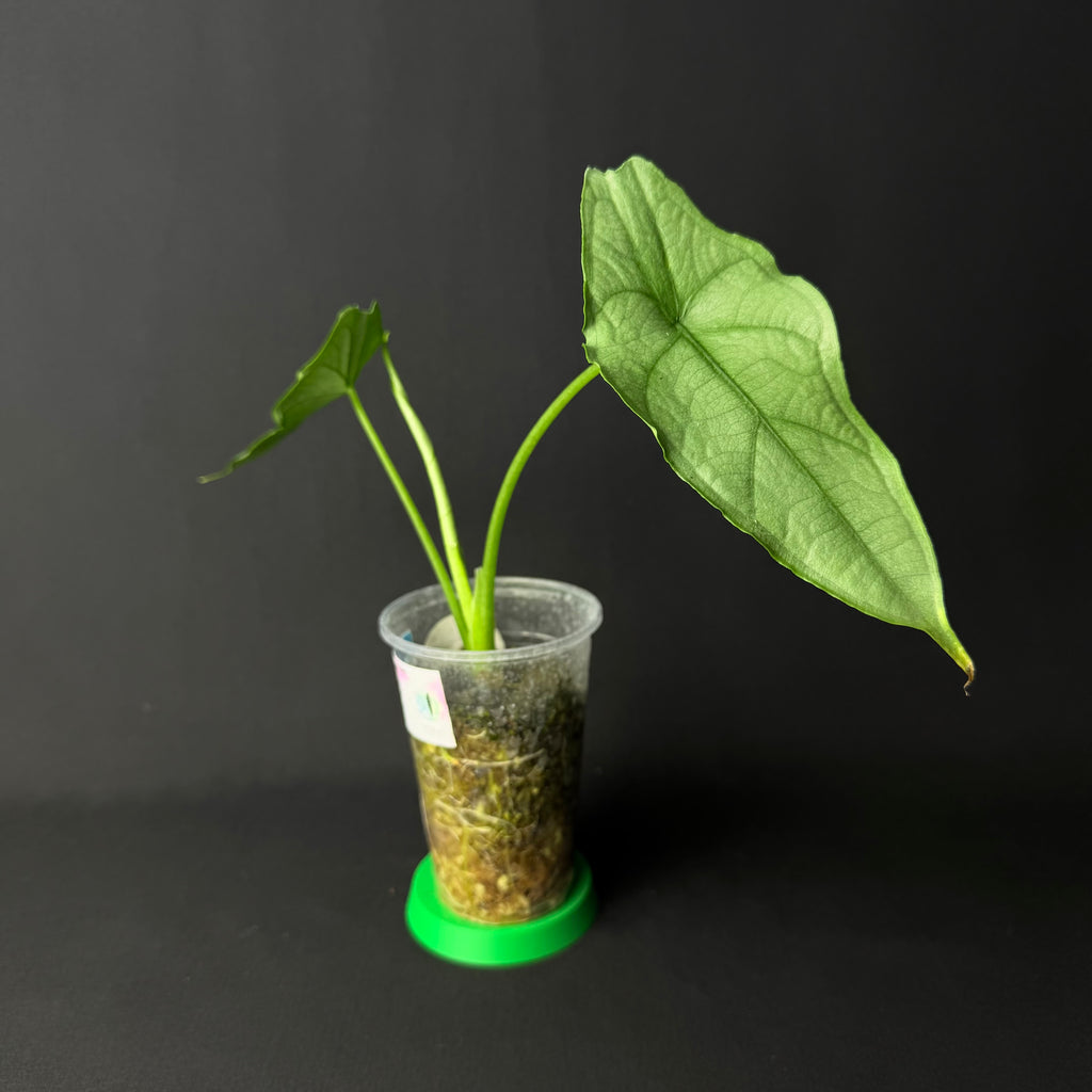 Alocasia Heterophylla Dragon's Breath #1-8