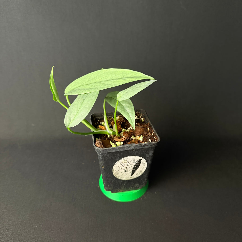 Epipremnum pinnatum 'Cebu Blue' #1-4