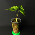 Alocasia Olanii #1