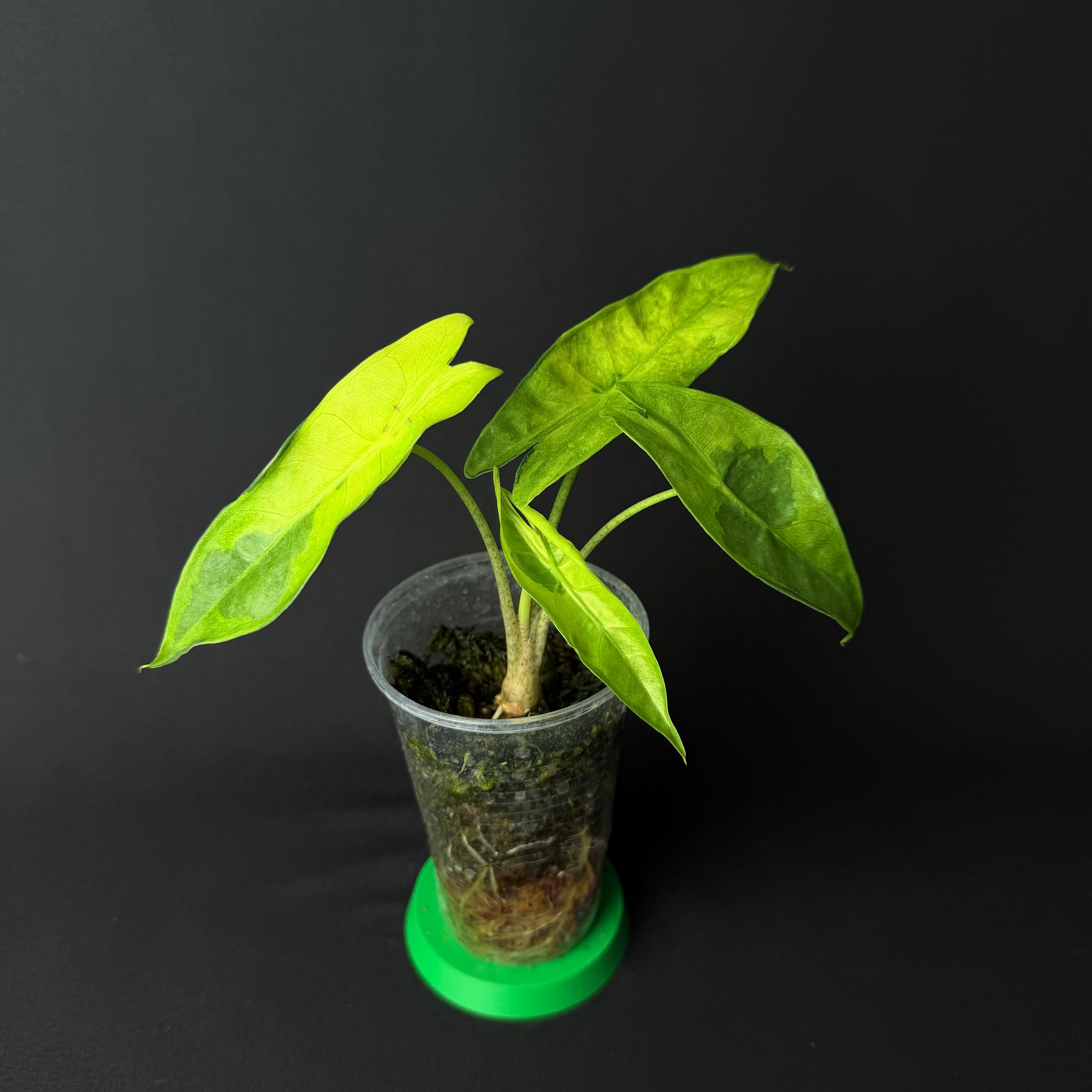 Alocasia Longiloba Lava Variegata #1