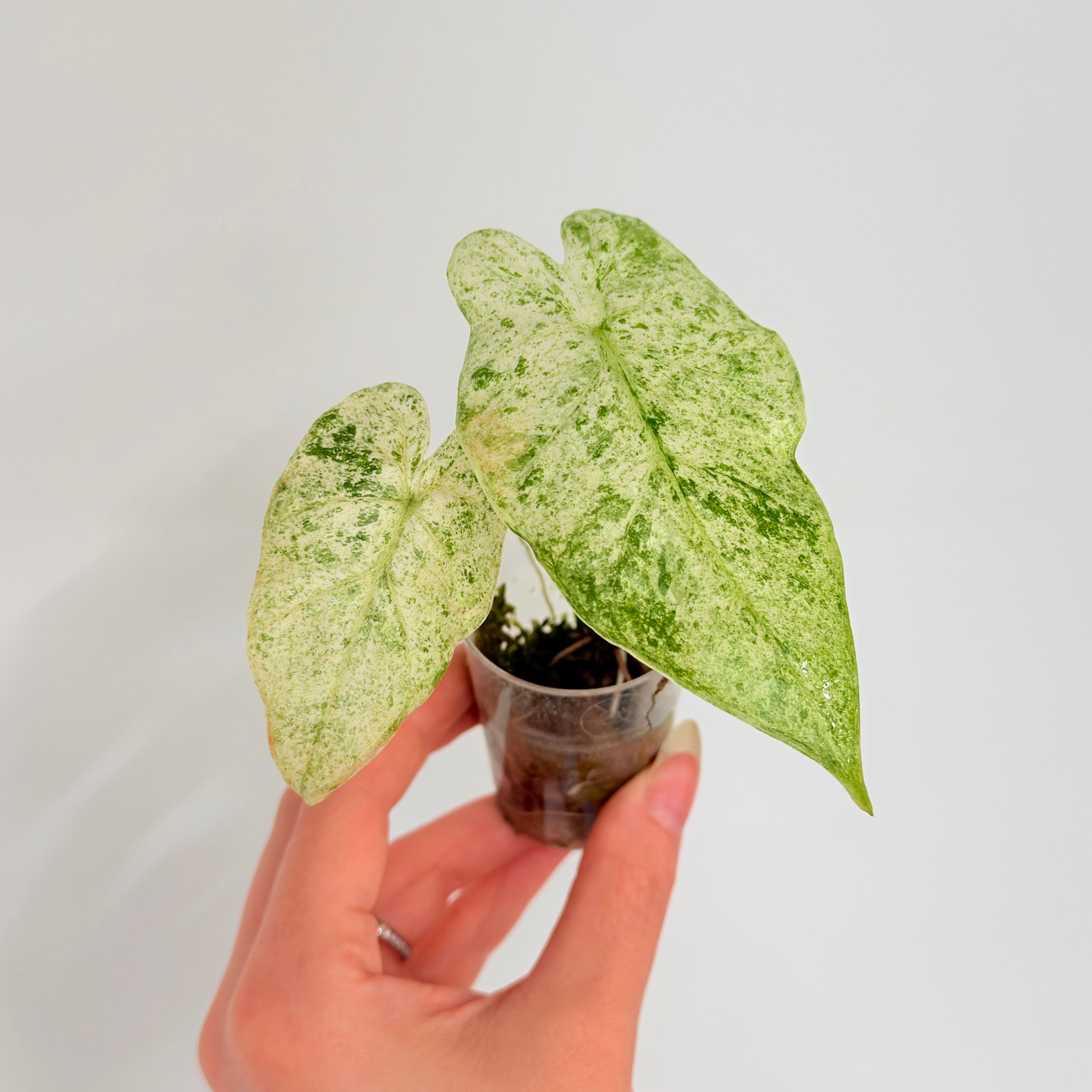 Alocasia Odora 'Batik' Variegata Babys