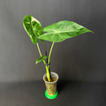 Alocasia Longiloba Albo Variegata #1-3