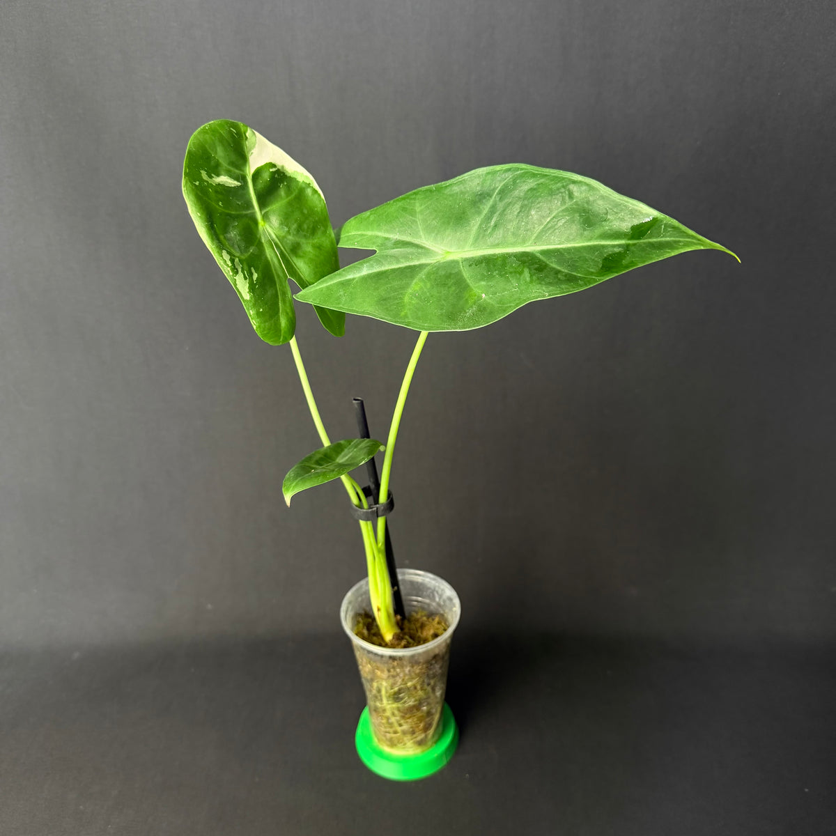 Alocasia Longiloba Albo Variegata #1-3