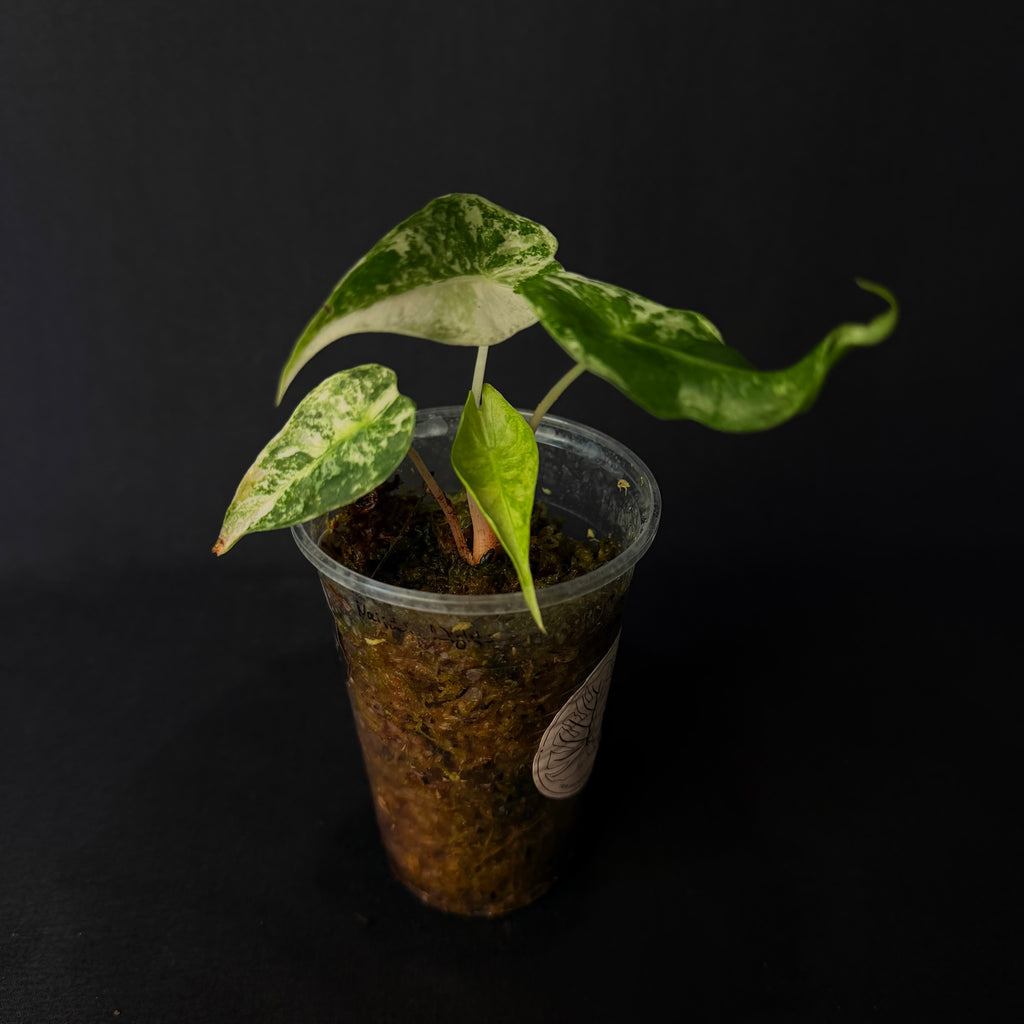 Alocasia Nairobi Nights Albo/Pink Variegata #1-3