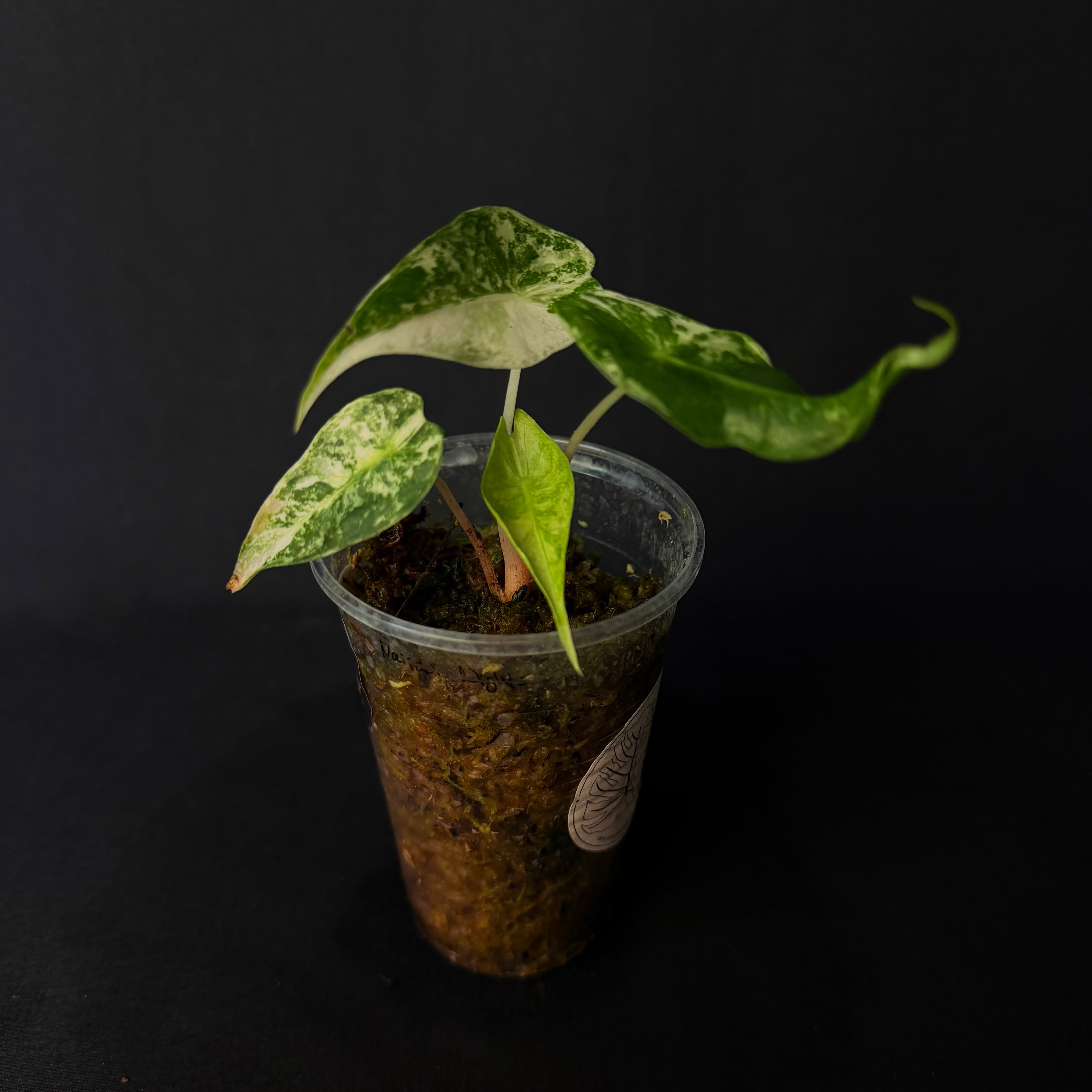 Alocasia Nairobi Nights Albo/Pink Variegata #1-3