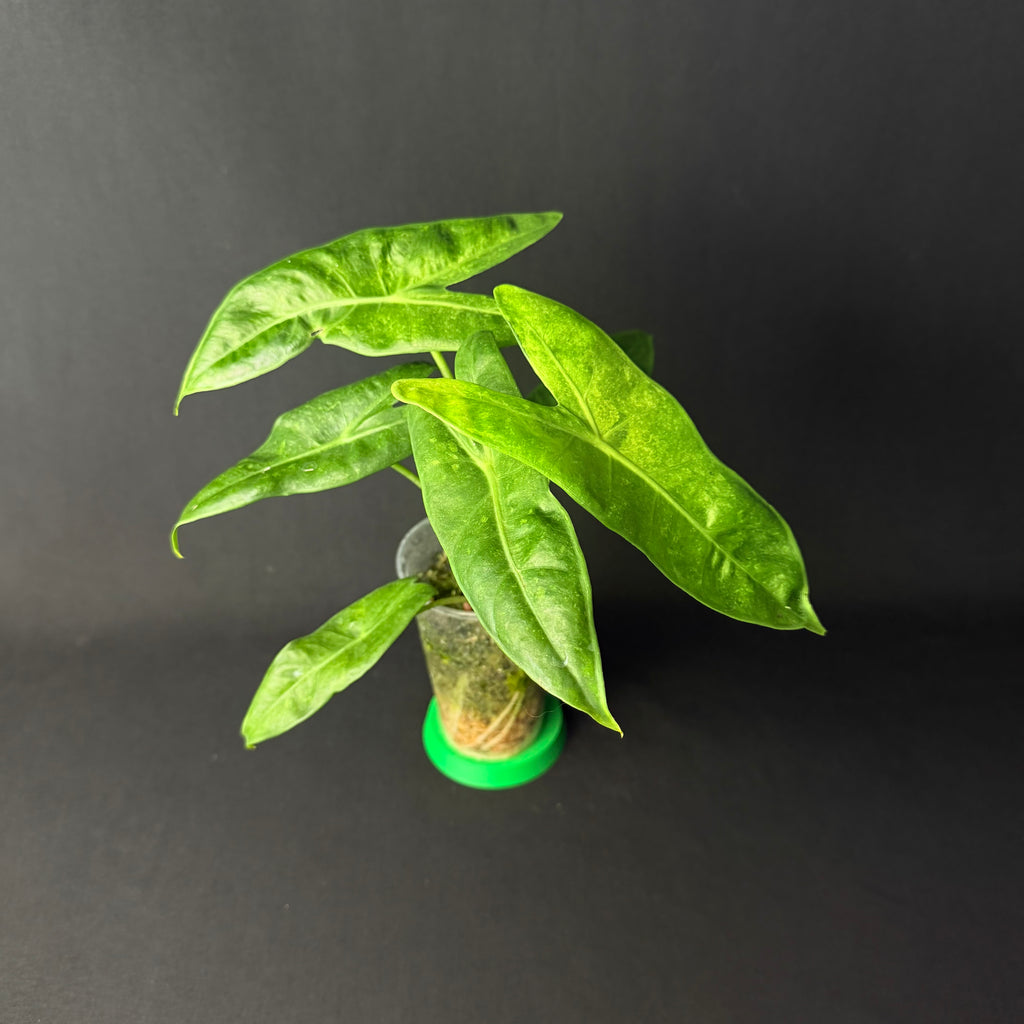 Alocasia Longiloba Lava Variegata #1-2