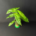 Alocasia Longiloba Lava Variegata #1-2