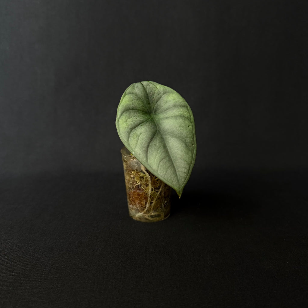 Alocasia Nebula