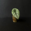 Alocasia Nebula