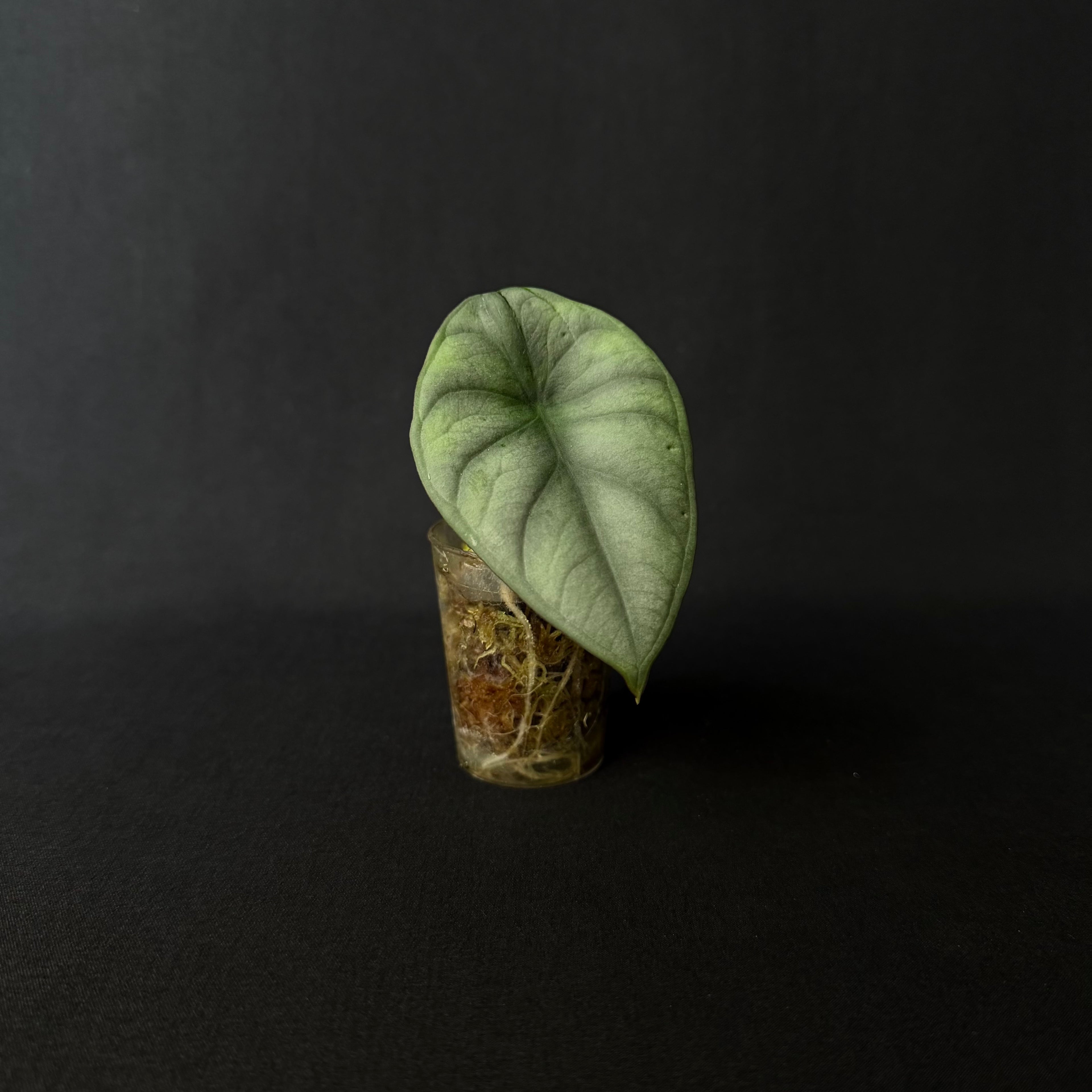 Alocasia Nebula