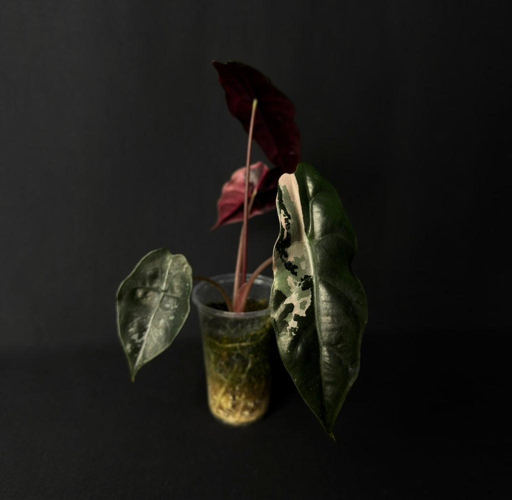 Alocasia Chantrierii Pink Variegata #6