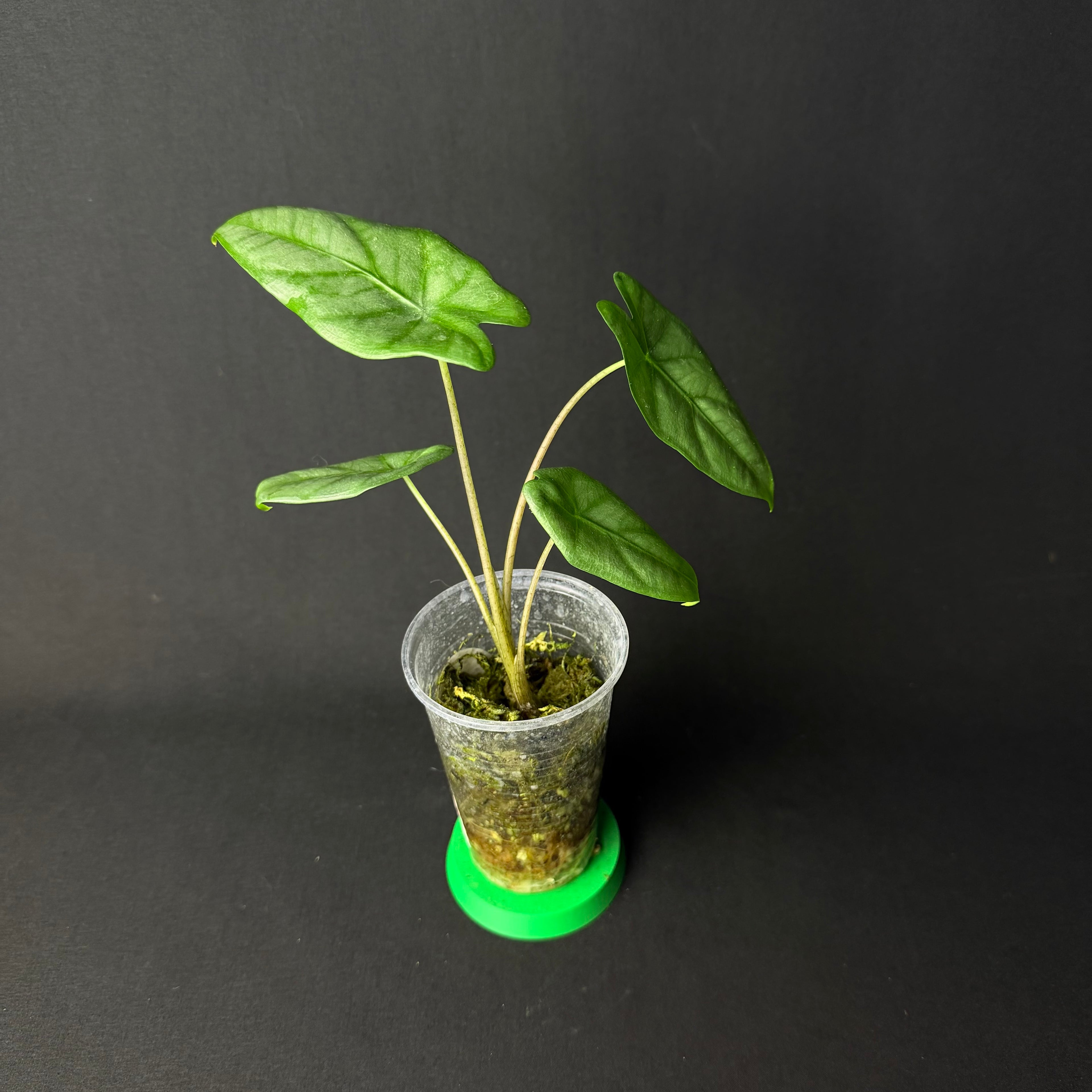 Alocasia Heterophylla ´Corazon´#1-5