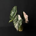 Alocasia Chantrierii Pink Variegata #2