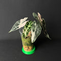 Alocasia Amazonica 'Polly' Pink Variegata #1-2