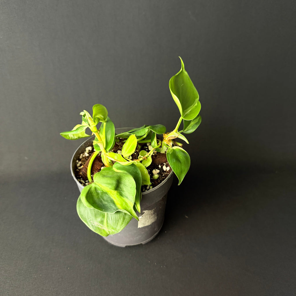 Philodendron Hederaceum 'Brasil/Cream Splash' #1-4