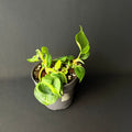 Philodendron Hederaceum 'Brasil/Cream Splash' #1-4