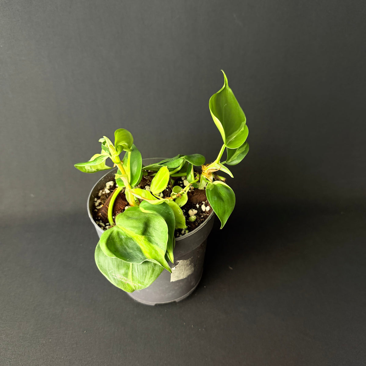 Philodendron Hederaceum 'Brasil/Cream Splash' #1-4