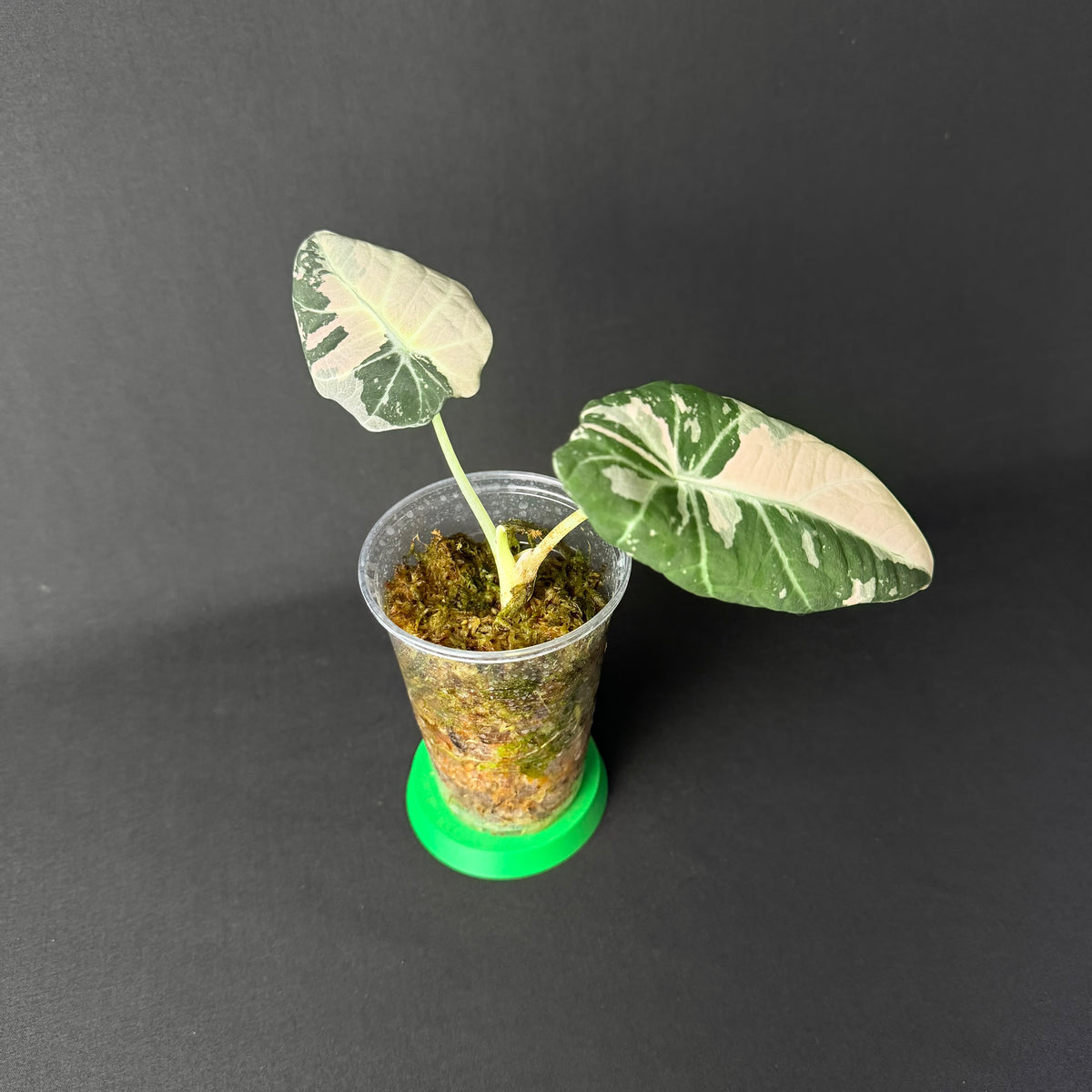 Plant template