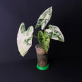 Alocasia Micholitziana 'Frydek' Variegata #3