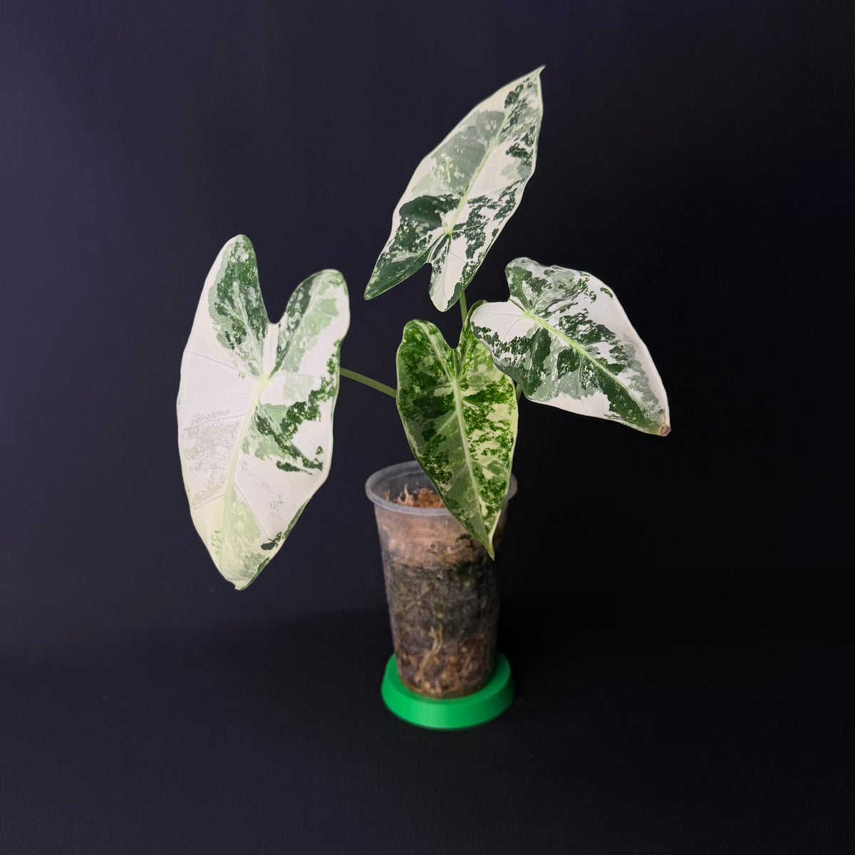 Alocasia Micholitziana 'Frydek' Variegata #3