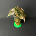 Alocasia Azlanii Albo/Pink Variegata #1-2