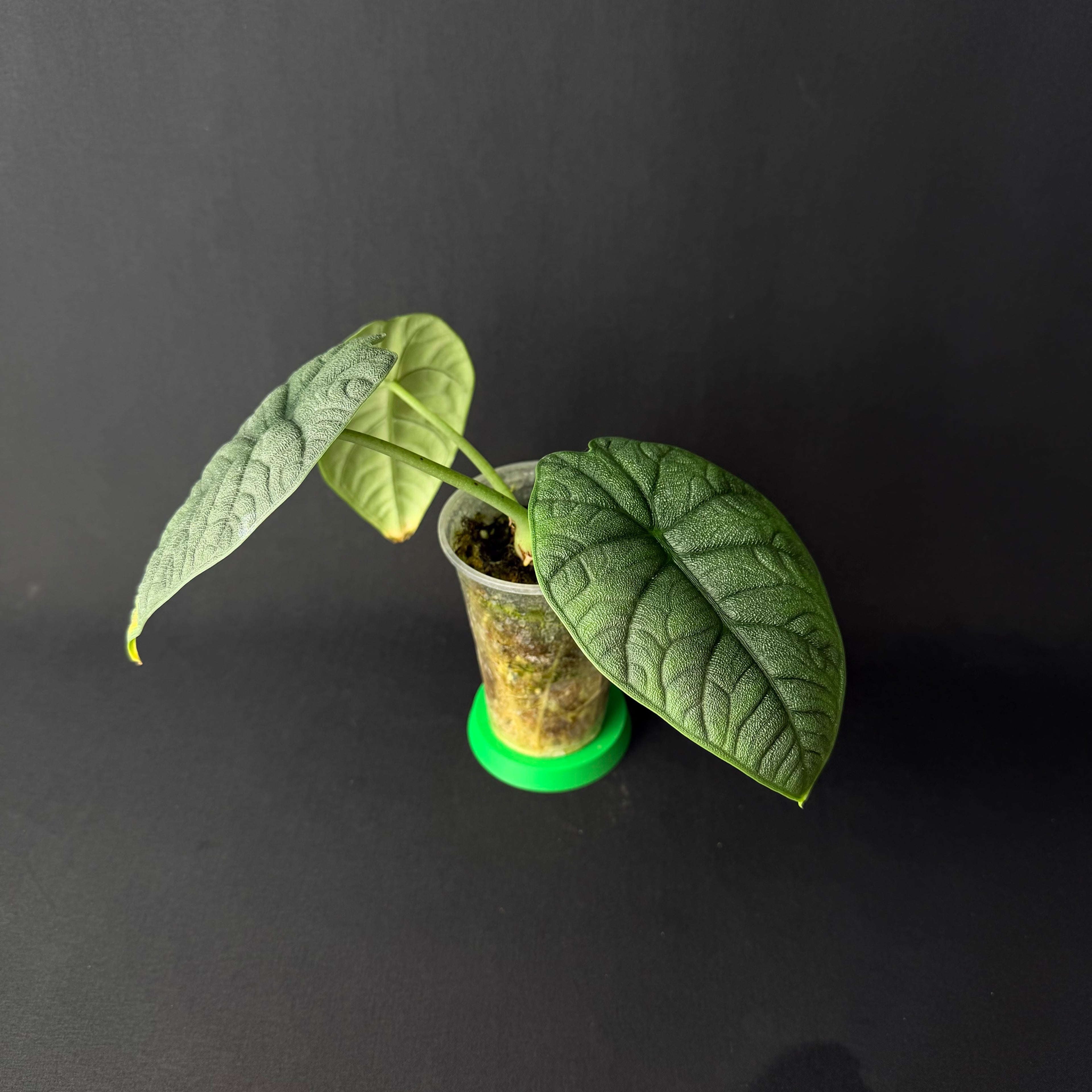 Alocasia Melo