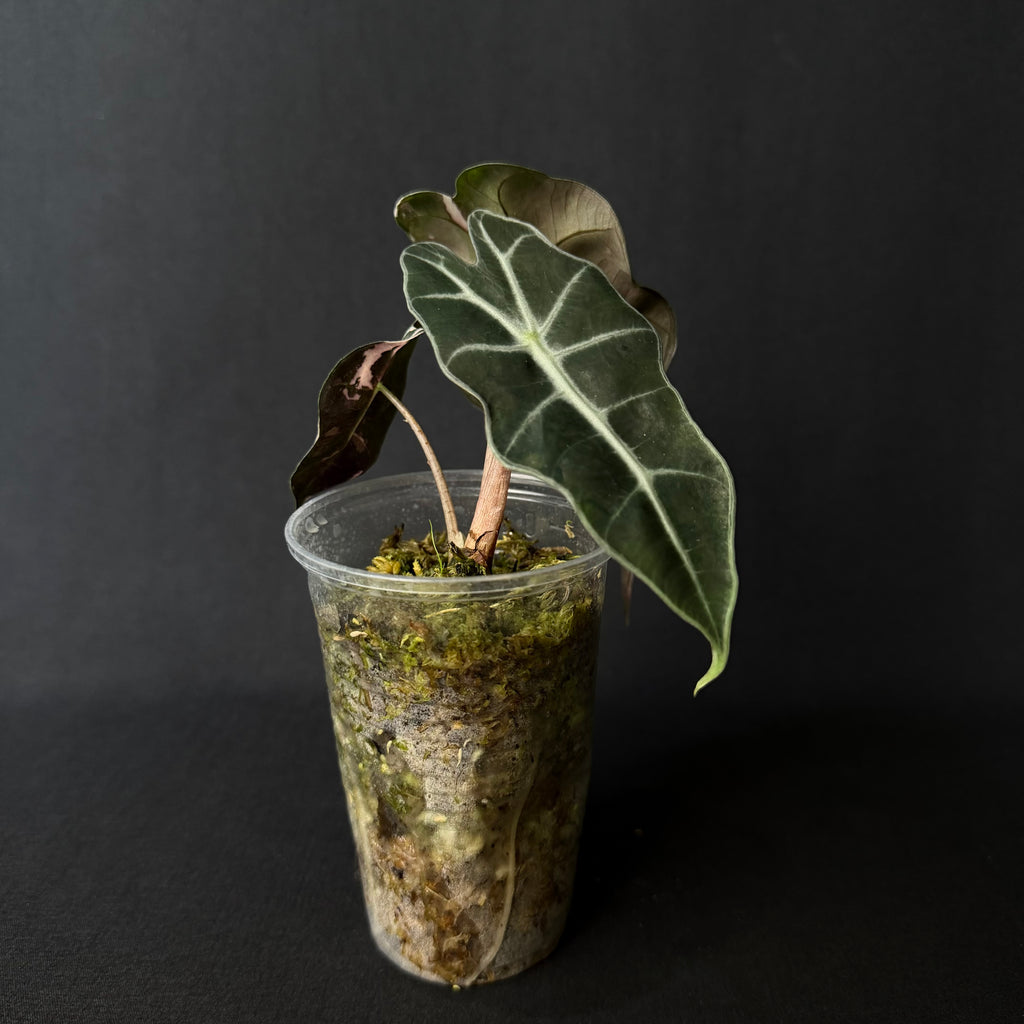 Alocasia Amazonica 'Polly' Pink Variegata