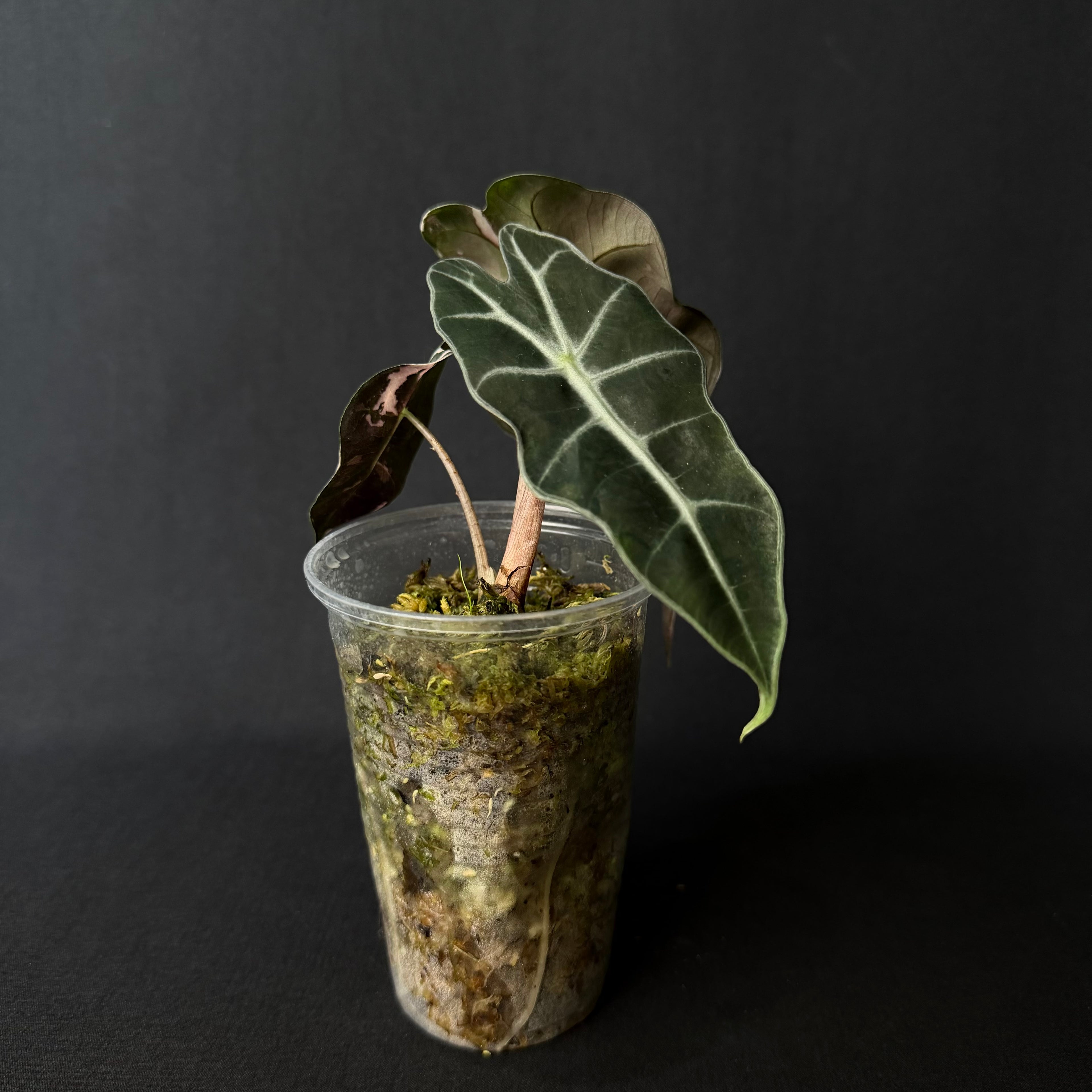 Alocasia Amazonica 'Polly' Pink Variegata