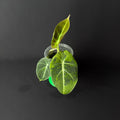 Alocasia Reginula 'Black Velvet' Gold Variegata #2
